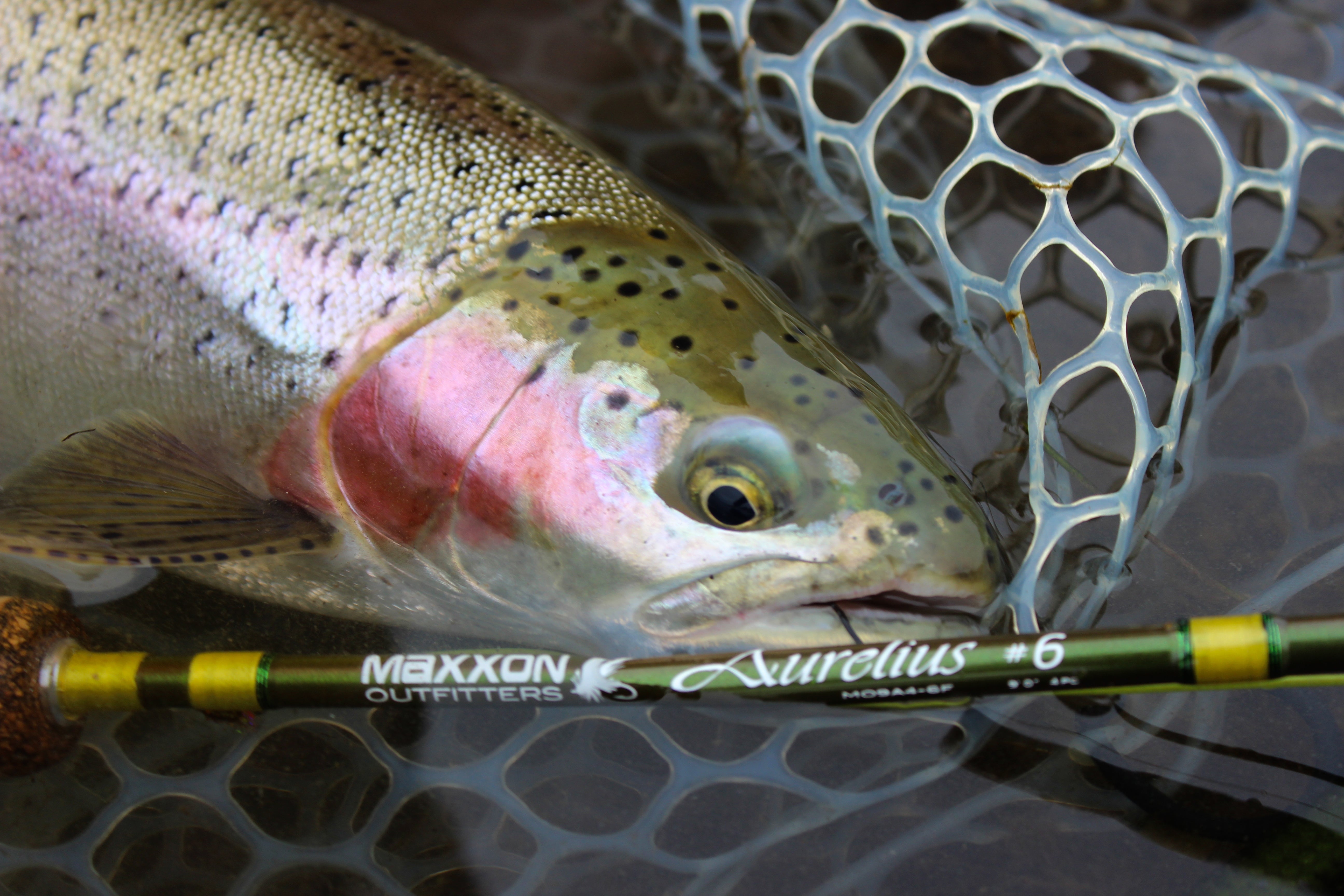 Maxxon Outfitters AURELIUS Fly Fishing Rod
