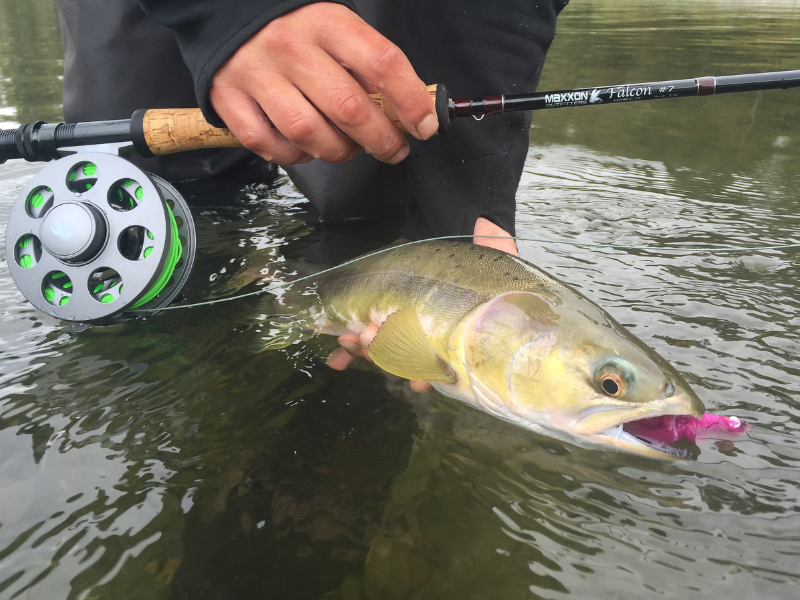 Maxxon's Ramblings from the OG: Catch and Release