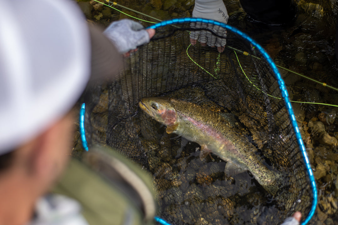 Summer Trout Fishing: Knowing When to Give Them a Break
