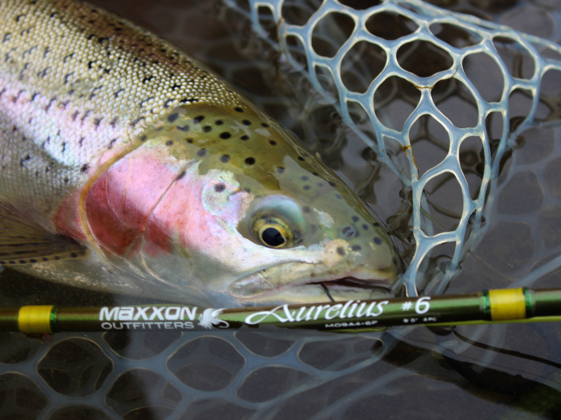 Maxxon Outfitters AURELIUS Fly Fishing Rod