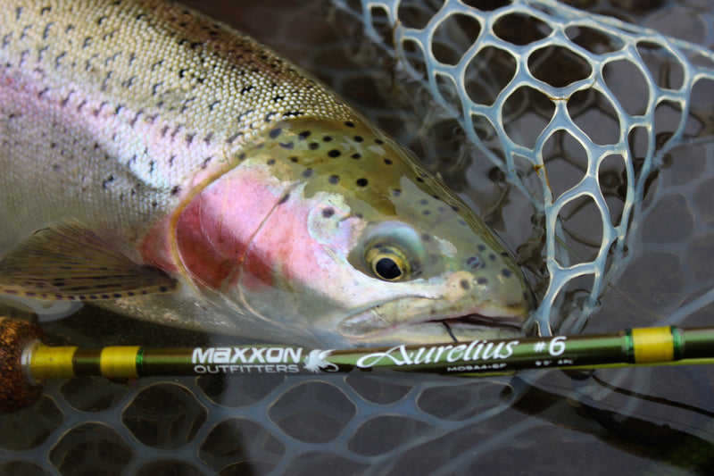 Vibrant rainbow trout with iridescent scales caught in net, AURELIUS Fly Rod show