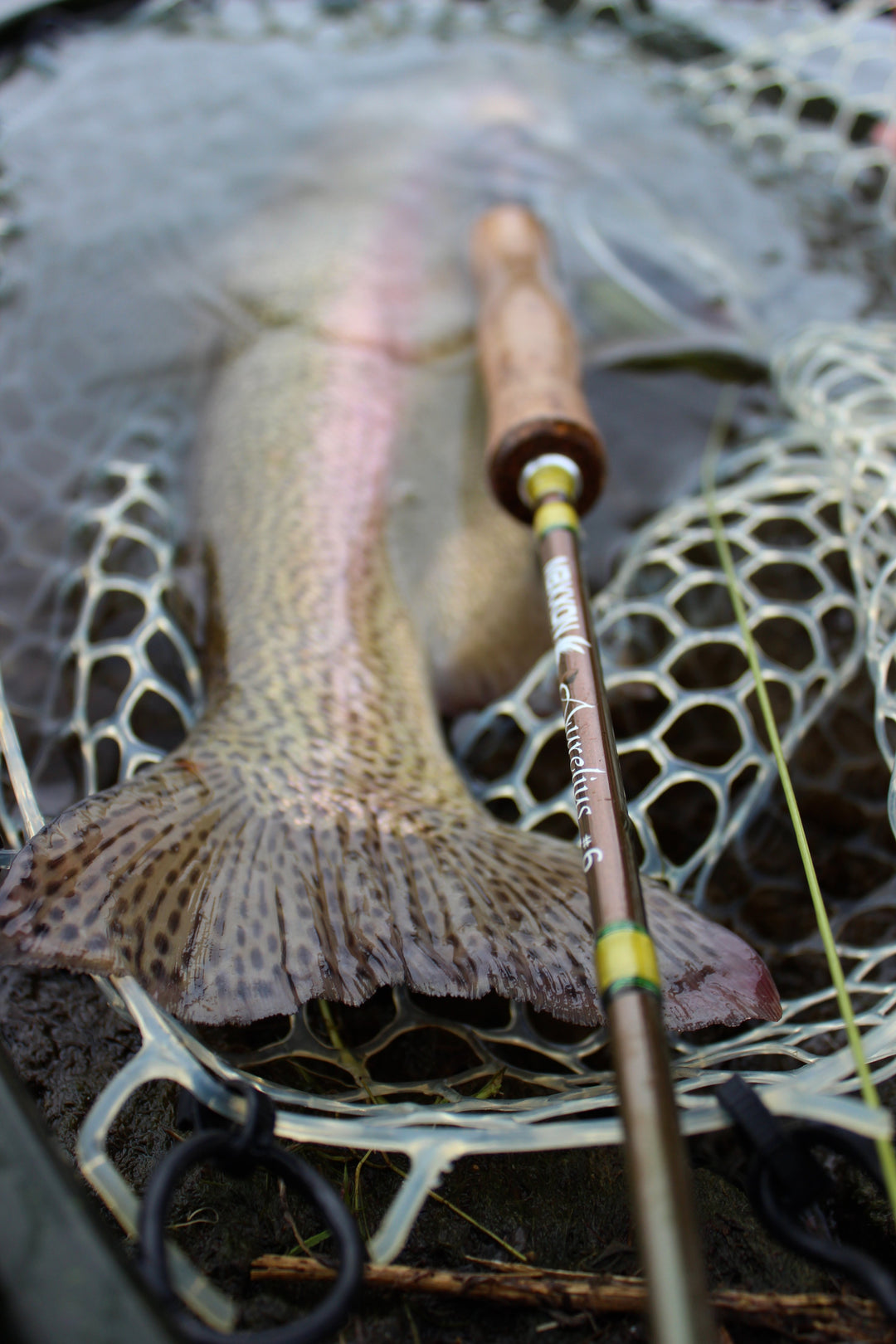 aura kingdom anglers fly fishing rod Maxxon Outfitters AURELIUS Fly Fishing Rod