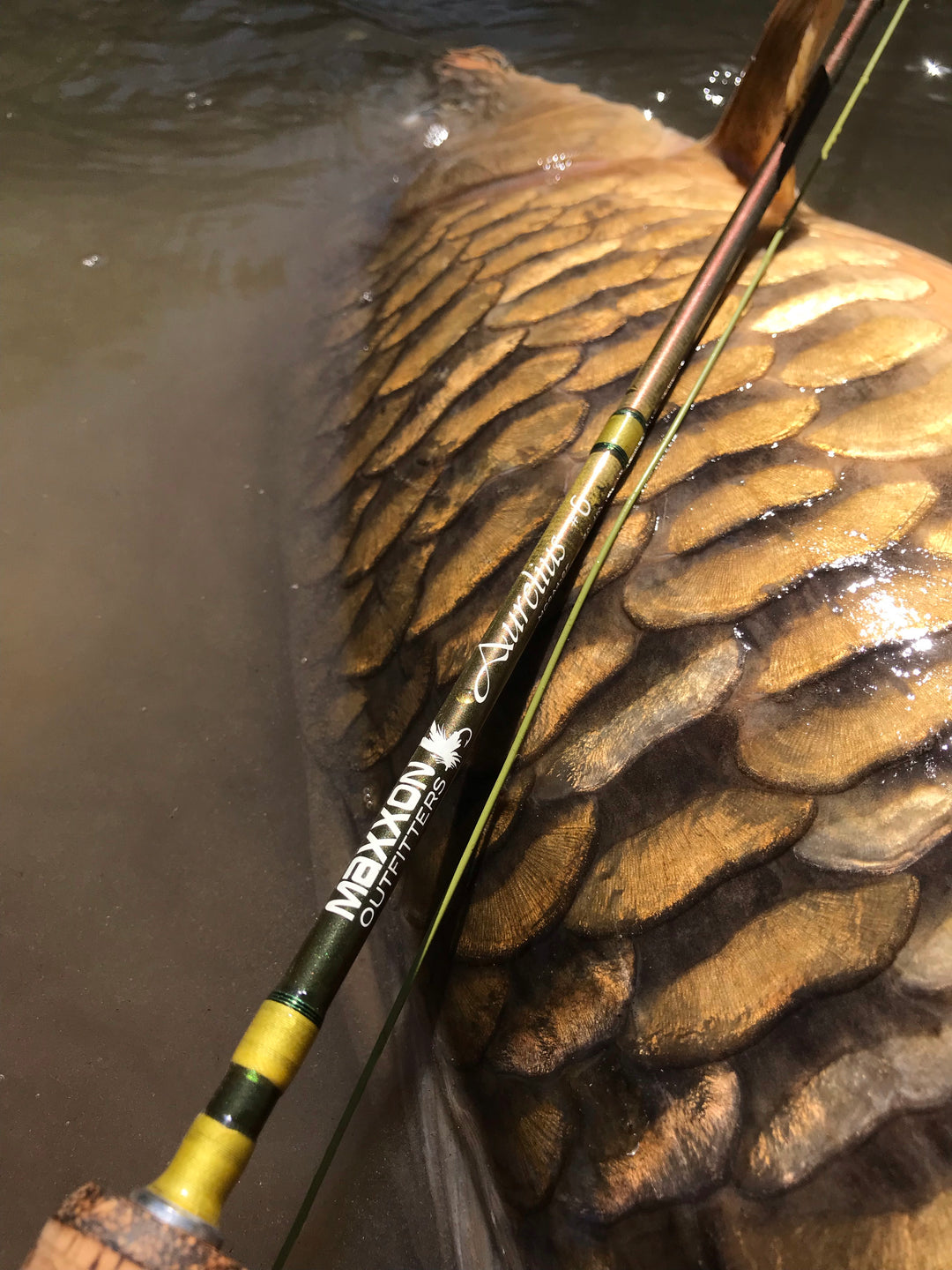aura kingdom angelrs fly fishing rod Maxxon Outfitters AURELIUS Fly Fishing Rod
